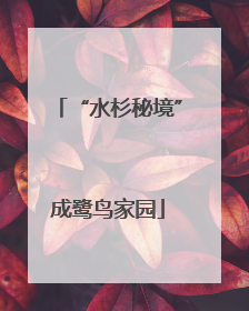 “水杉秘境”成鹭鸟家园