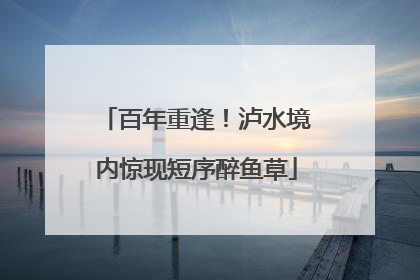 百年重逢！泸水境内惊现短序醉鱼草