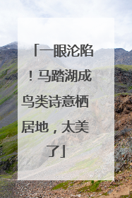 一眼沦陷！马踏湖成鸟类诗意栖居地，太美了