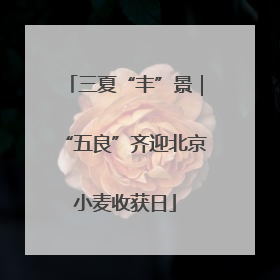 三夏“丰”景｜“五良”齐迎北京小麦收获日