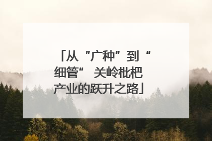 从“广种”到“细管” 关岭枇杷产业的跃升之路