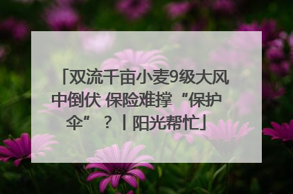 双流千亩小麦9级大风中倒伏 保险难撑“保护伞”？丨阳光帮忙