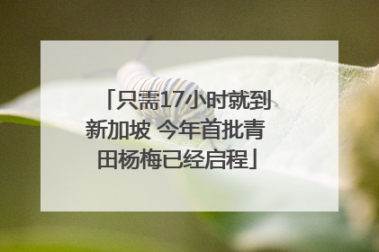 只需17小时就到新加坡 今年首批青田杨梅已经启程