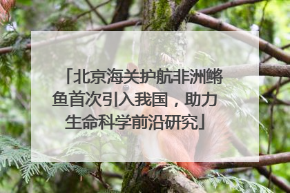 北京海关护航非洲鳉鱼首次引入我国，助力生命科学前沿研究