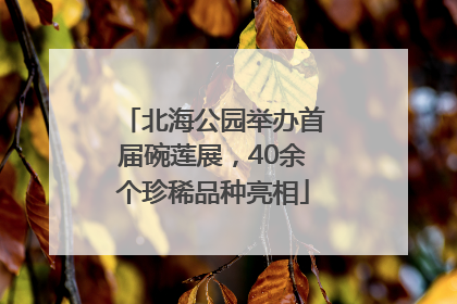 北海公园举办首届碗莲展，40余个珍稀品种亮相