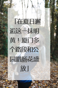 在夏日邂逅这一抹明黄！厦门多个路段和公园腊肠花盛放