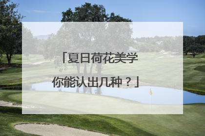 夏日荷花美学 你能认出几种？