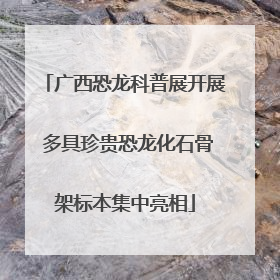 广西恐龙科普展开展 多具珍贵恐龙化石骨架标本集中亮相