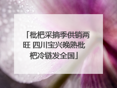 枇杷采摘季供销两旺 四川宝兴晚熟枇杷冷链发全国