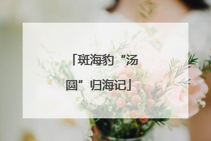 斑海豹“汤圆”归海记