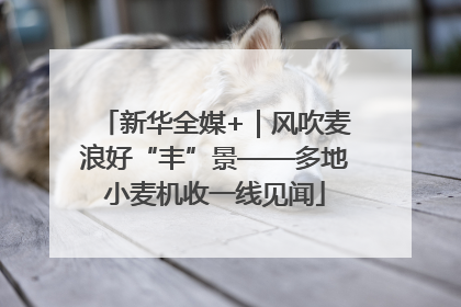 新华全媒+｜风吹麦浪好“丰”景——多地小麦机收一线见闻