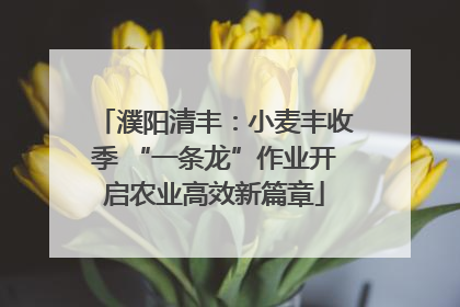 濮阳清丰：小麦丰收季 “一条龙”作业开启农业高效新篇章