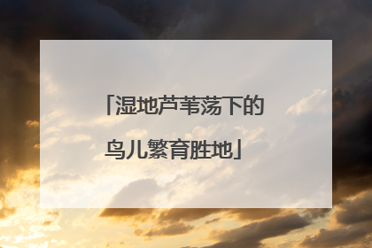 湿地芦苇荡下的鸟儿繁育胜地