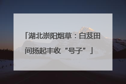 湖北崇阳烟草：白芨田间扬起丰收“号子”