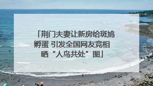 荆门夫妻让新房给斑鸠孵蛋 引发全国网友竞相晒“人鸟共处”图