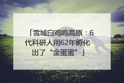 雪域白鸡鸣高原：6代科研人用62年孵化出了“金蛋蛋”