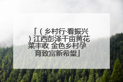 （乡村行·看振兴）江西彭泽千亩黄花菜丰收 金色乡村孕育致富新希望