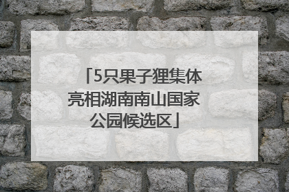 5只果子狸集体亮相湖南南山国家公园候选区
